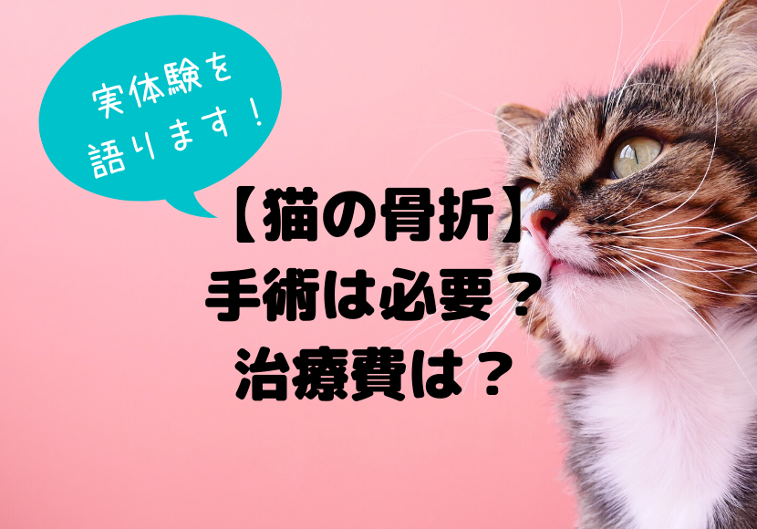 猫の骨折 手術費用や期間はどのくらい うちの猫は自然治癒でした